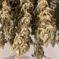 De beste anti-War on Drugs speech ooit