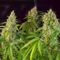 De beste anti-War on Drugs speech ooit