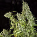 6 x waarom cannabis helpt bij migraine!