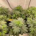 Doe jezelf een lol en hotbox je hoofd