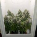 De 11 leukste stoner-videogames