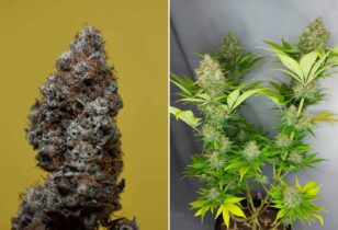 Lemongrass Amsterdam Genetics