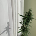 6 x waarom cannabis helpt bij migraine!