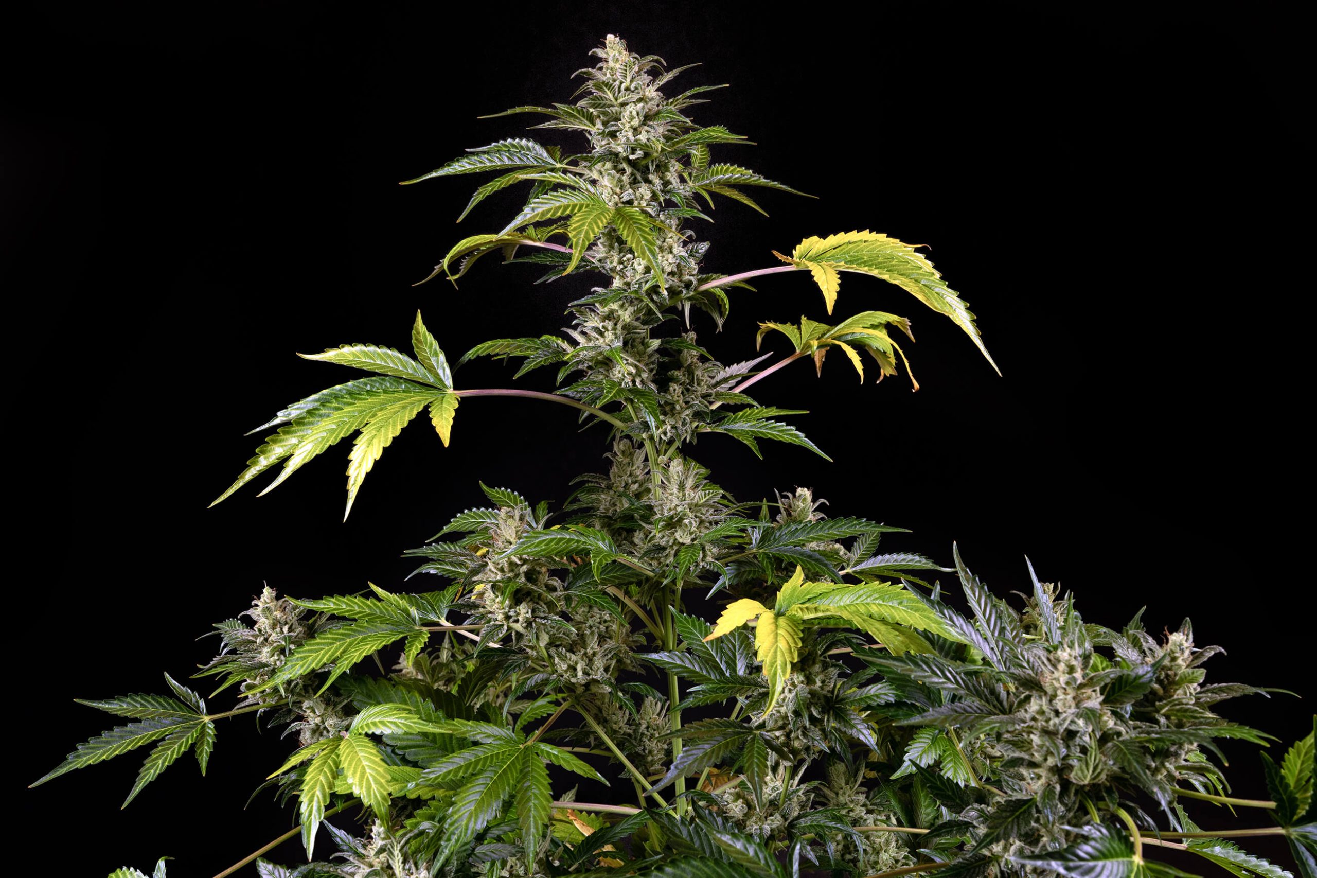 Sweet & Sour Cream Automatic