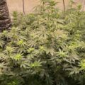 Bio Bertje ontbladert zijn 'top terps' wietplanten (defoliation)