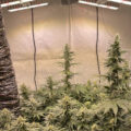 Bertjes 'terptoppers' bloeien prima door (behalve Chocolope dan)