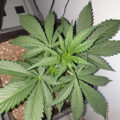 De beste anti-War on Drugs speech ooit