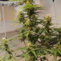 Doe jezelf een lol en hotbox je hoofd