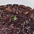 1.600 Italianen krijgen 5 gram home-grown mediwiet