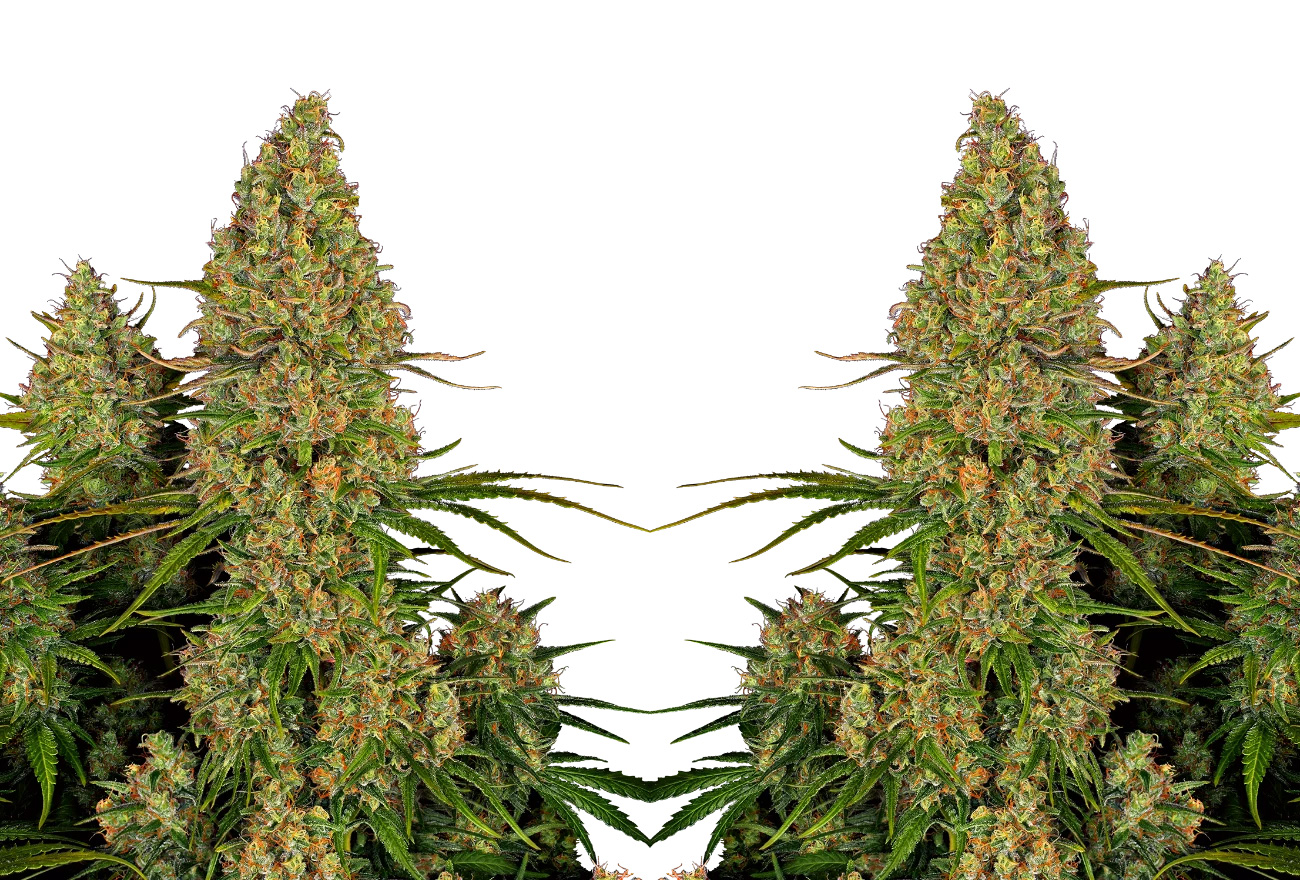 Sticky orange xxl automatic