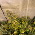 Grootste cannabis & kankeronderzoek ooit