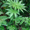Vette trailer! Snoop & Wiz <i>on the high road</i>