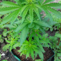 VOC: Toekomst Cannabis Social Clubs