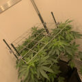 VOC: Toekomst Cannabis Social Clubs