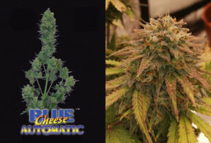 Blue Cheese Automatic