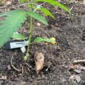 Opgraving Siberië bewijst: cannabis pijnstiller in Bronstijd