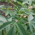De beste anti-War on Drugs speech ooit