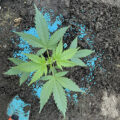 Doe jezelf een lol en hotbox je hoofd