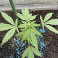 De beste anti-War on Drugs speech ooit