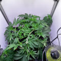 Zo stoned als Cheech & Chong