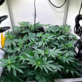 Zo stoned als Cheech & Chong