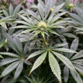 Zo stoned als Cheech & Chong