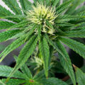 Vette trailer! Snoop & Wiz <i>on the high road</i>