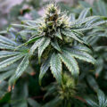De beste anti-War on Drugs speech ooit