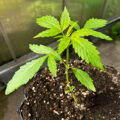 Doe jezelf een lol en hotbox je hoofd