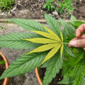 De beste anti-War on Drugs speech ooit