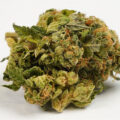 Terp Inspectors jagen op Karma's beste Headbanger (phenohunt)