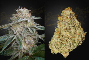 Super Lemon Haze x GMO