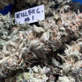 De beste anti-War on Drugs speech ooit