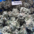 De beste anti-War on Drugs speech ooit