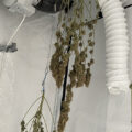 VOC: Toekomst Cannabis Social Clubs
