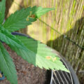 Doe jezelf een lol en hotbox je hoofd
