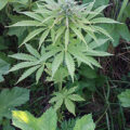 Doe jezelf een lol en hotbox je hoofd