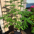 Zo stoned als Cheech & Chong