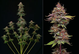 Amaretto Tarmac gefeminiseerd