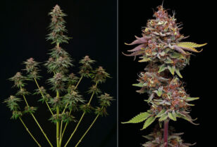 Amaretto Tarmac gefeminiseerd