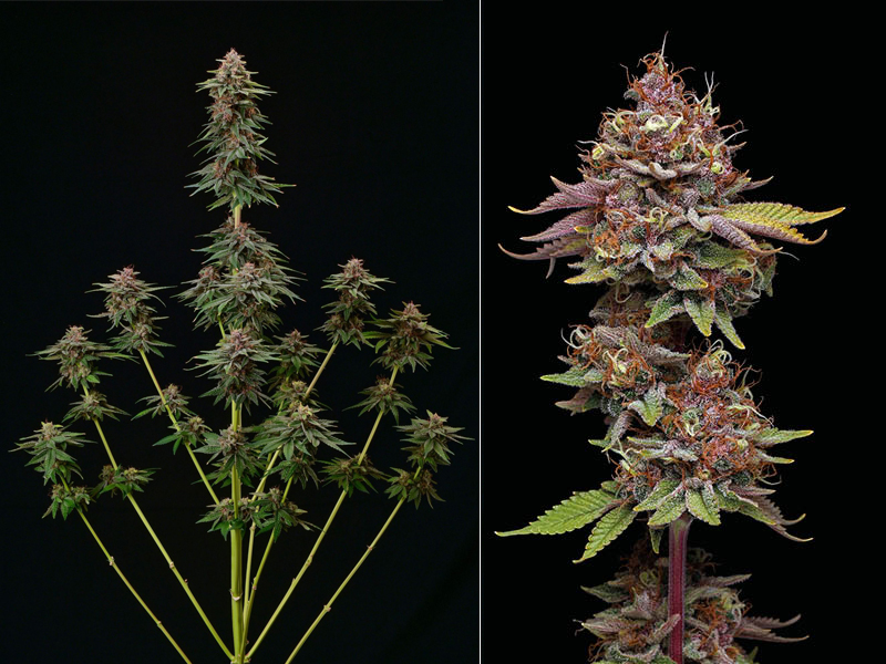 Amaretto Tarmac gefeminiseerd