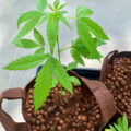 VOC: Toekomst Cannabis Social Clubs