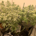 Steentijd Stoners - Hoe onze voorouders high werden (part I)