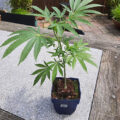 VOC: Toekomst Cannabis Social Clubs