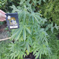 Doe jezelf een lol en hotbox je hoofd