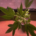 Vette trailer! Snoop & Wiz <i>on the high road</i>