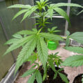 6 x waarom cannabis helpt bij migraine!