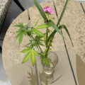 Zo stoned als Cheech & Chong