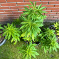 Doe jezelf een lol en hotbox je hoofd