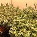 Zalige cannabis Kerst met de sterren ;-)